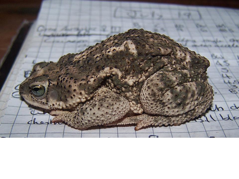 FIGURE 1 FIGURE 1